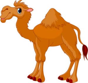 Camel Cirarette